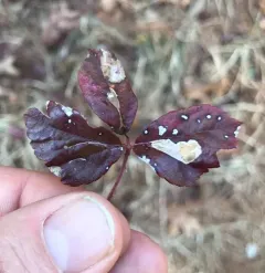 Ectoedemia rubifoliella thumbnail 2