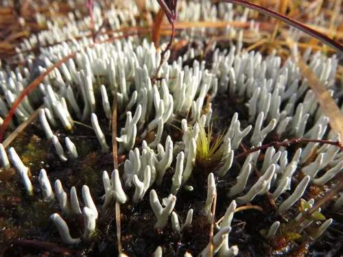 Waterfingers Lichen