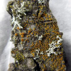 gray-rimmed firedot lichen thumbnail 3