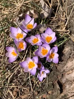 Crocus atticus thumbnail 1