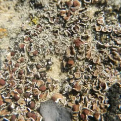 False Russell's fishscale lichen thumbnail 2