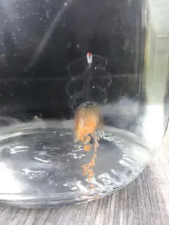 Hula Skirt Siphonophore thumbnail 4