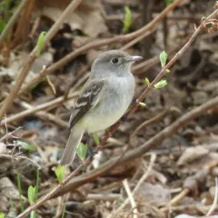 Least Flycatcher thumbnail 3