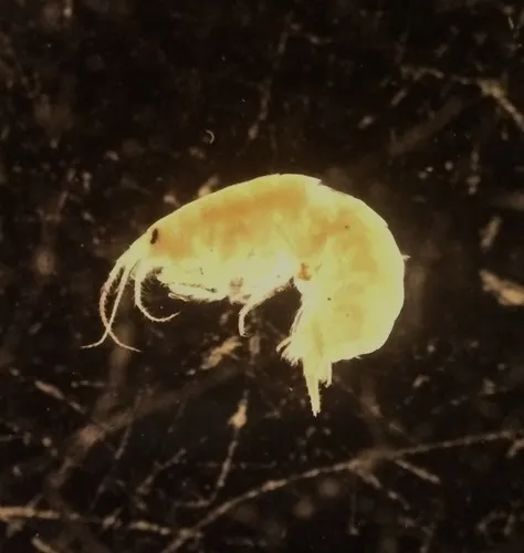 Echinogammarus stoerensis