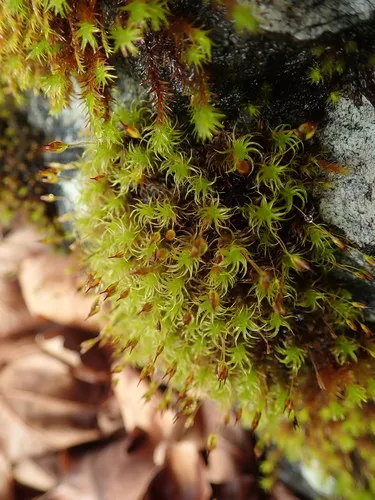 Ptychomitrium gardneri