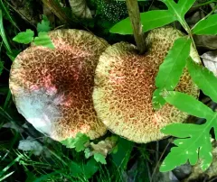 Hypomyces completus thumbnail 3