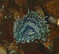 Parasol Feather-duster thumbnail 3