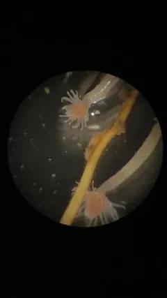Oaten Pipes Hydroid thumbnail 3