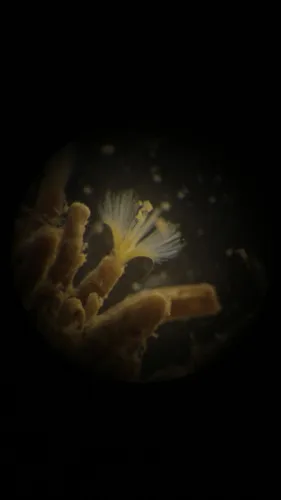Manayunkia aestuarina