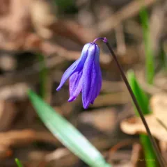 Siberian squill thumbnail 2