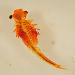 Smoothlip Fairy Shrimp thumbnail 4