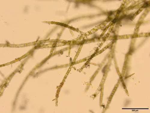 Pylaiella littoralis