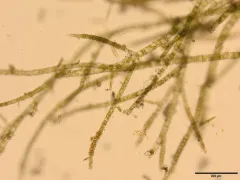Pylaiella littoralis thumbnail 1