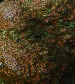 Fringed Filament Worm thumbnail 1