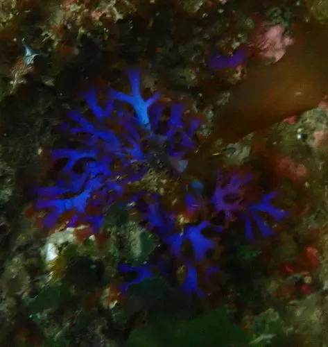 Gloiocladia laciniata