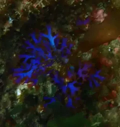 Gloiocladia laciniata thumbnail 1