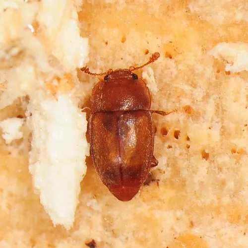 Epuraea pallescens