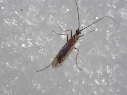 Chilostigma itascae