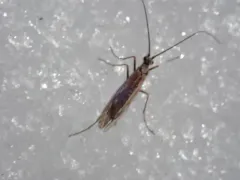Chilostigma itascae thumbnail 1