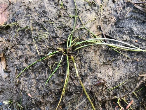 Engelmann's quillwort