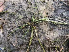 Engelmann's quillwort thumbnail 1