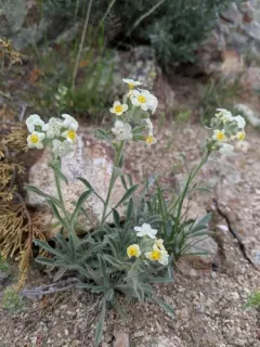 Yellow-eyed Cryptantha thumbnail 1