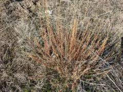 Forage Kochia thumbnail 4
