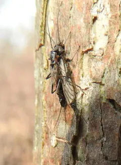 Common Snowfly thumbnail 3