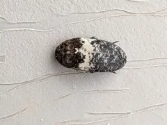 Dermestes fasciatus thumbnail 4