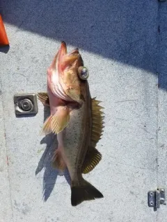 Silvergray Rockfish thumbnail 4