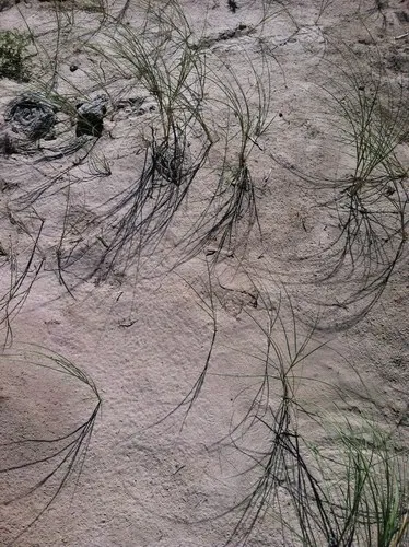 Blowout grass