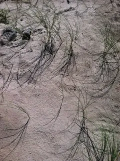 Blowout grass thumbnail 1