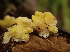 Lemon-colored Antrodiella thumbnail 2