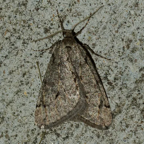 Spring Cankerworm Moth