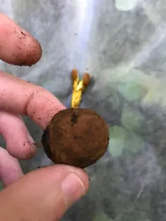 Elaphomyces verruculosus thumbnail 3