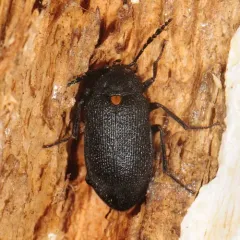 Oblique Polypore Fungus Beetle thumbnail 3