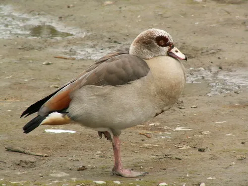Egyptian Goose