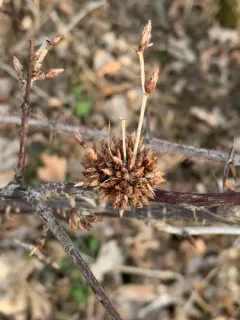 Gooseberry Gall Midge thumbnail 3