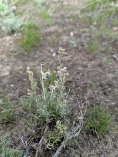 Birdfoot Sagebrush thumbnail 4