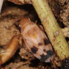 Anoscopus serratulae thumbnail 3