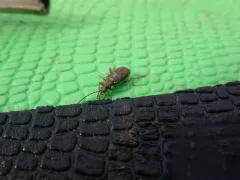 Fulvous-footed reed beetle thumbnail 1