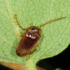 Ptilodactyla carinata thumbnail 2
