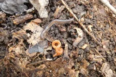 Strigamia branneri thumbnail 2
