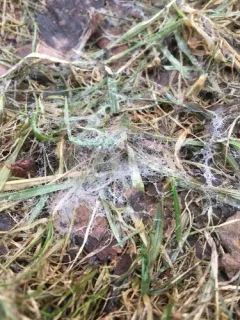Pink Snow Mold thumbnail 3