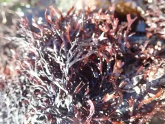 bushy Turkish washcloth thumbnail 4