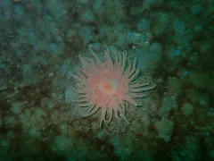 Cribrinopsis fernaldi thumbnail 2