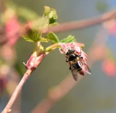 Williston's Bumble Fly thumbnail 2
