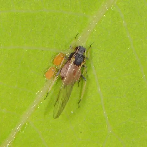 Aphis spiraephila