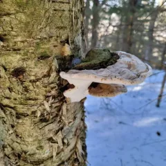 Ganoderma megaloma thumbnail 3