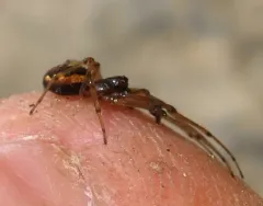 Pachygnatha brevis thumbnail 2